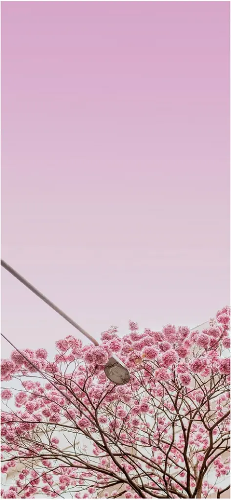 zarter kirschbaum mit pinken blueten und urbanem flair