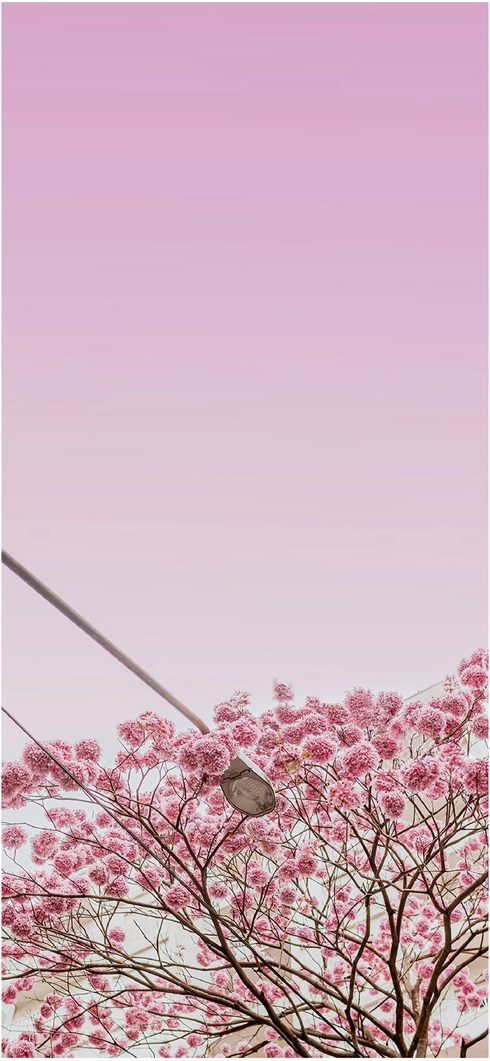 zarter-kirschbaum-mit-pinken-blueten-und-urbanem-flair