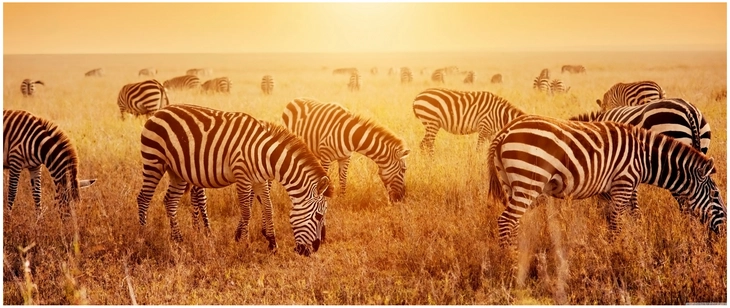 zebras in der savanne bei sonnenuntergang